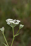 Coastal plain angelica